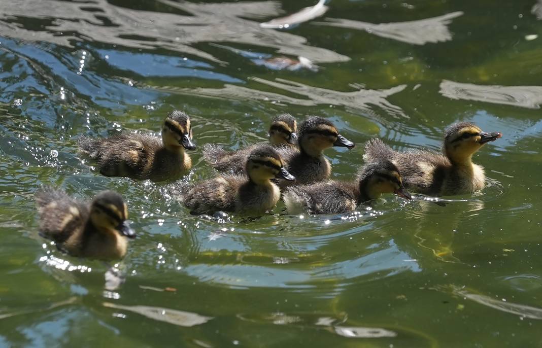 Kuğulu Park'ın sevimli ördek yavruları suya dalış yaptı 11